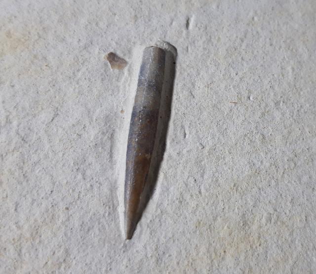 Hibolithes semisulcatus (MNSTER 1830) (zerbissen) - Bild © FossNet FossilienStore